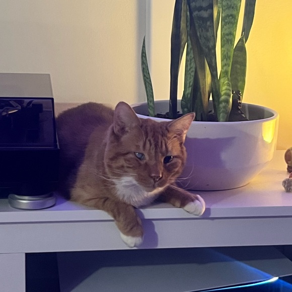 Meet your Posher! - Picture 4 of 4